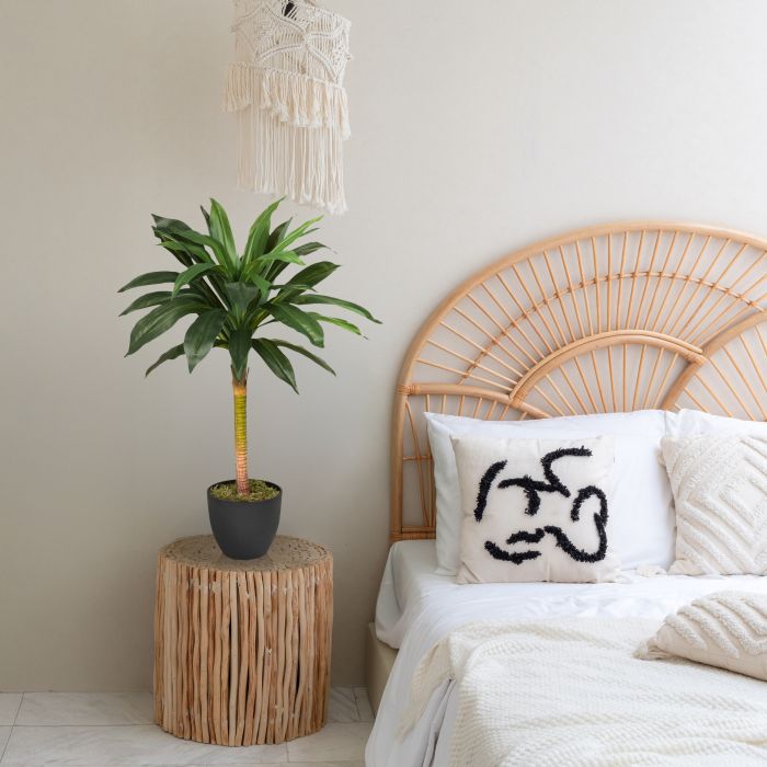 glücksfeder gelbe stengel Zamioculcas Zenzi main image 0