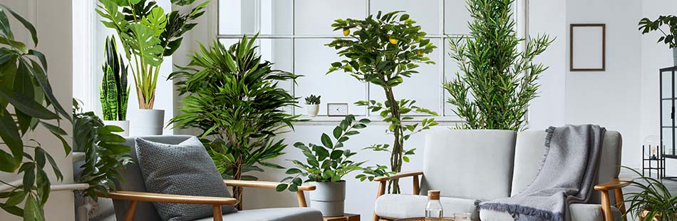 Viele verschiedene Kunstpflanzen in einem Wohnzimmer